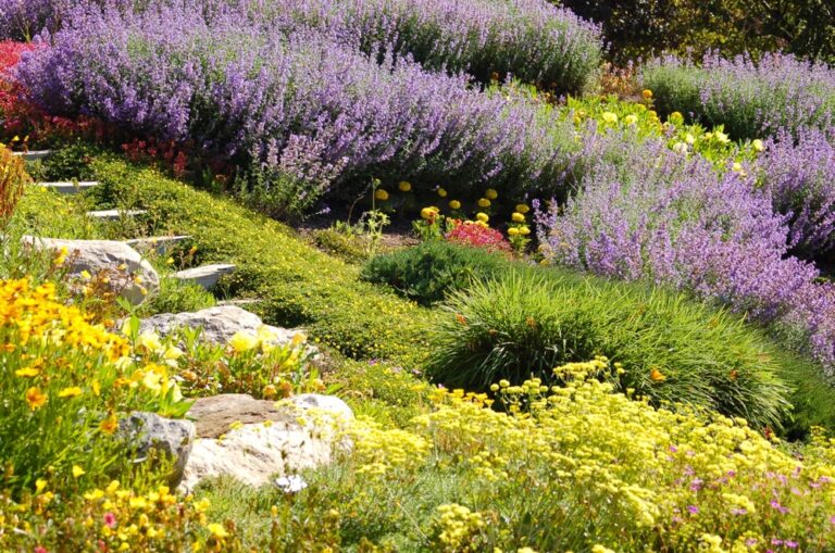 Garden with Lavender